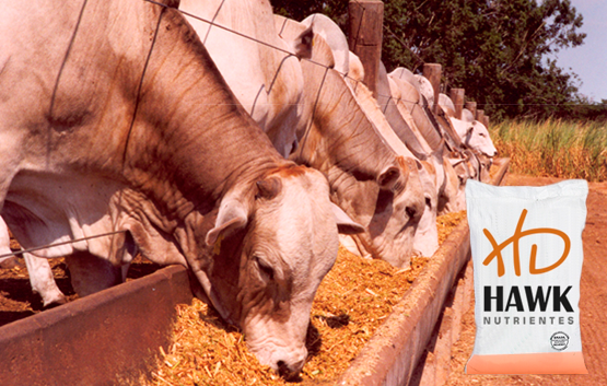 HAWK NUTRIENTES